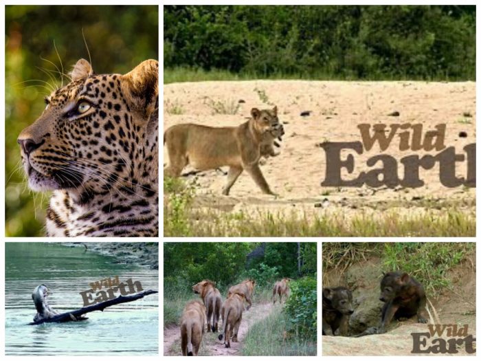 Wild Earthlive