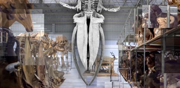 blue-whale-exp-2-hti-top-jpg-thumb-480-480