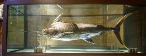 marlin-hintze-hall-hti-double-jpg-thumb-480-480
